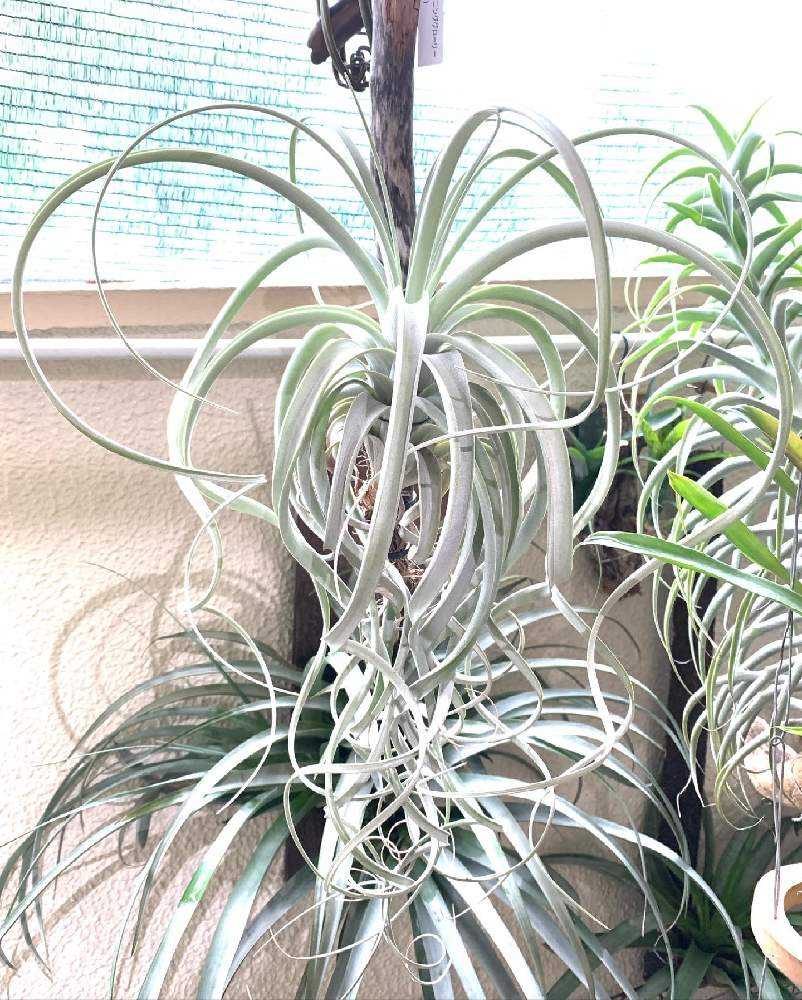 我が家のエクセルタ系｜🍀GreenSnap（グリーンスナップ）