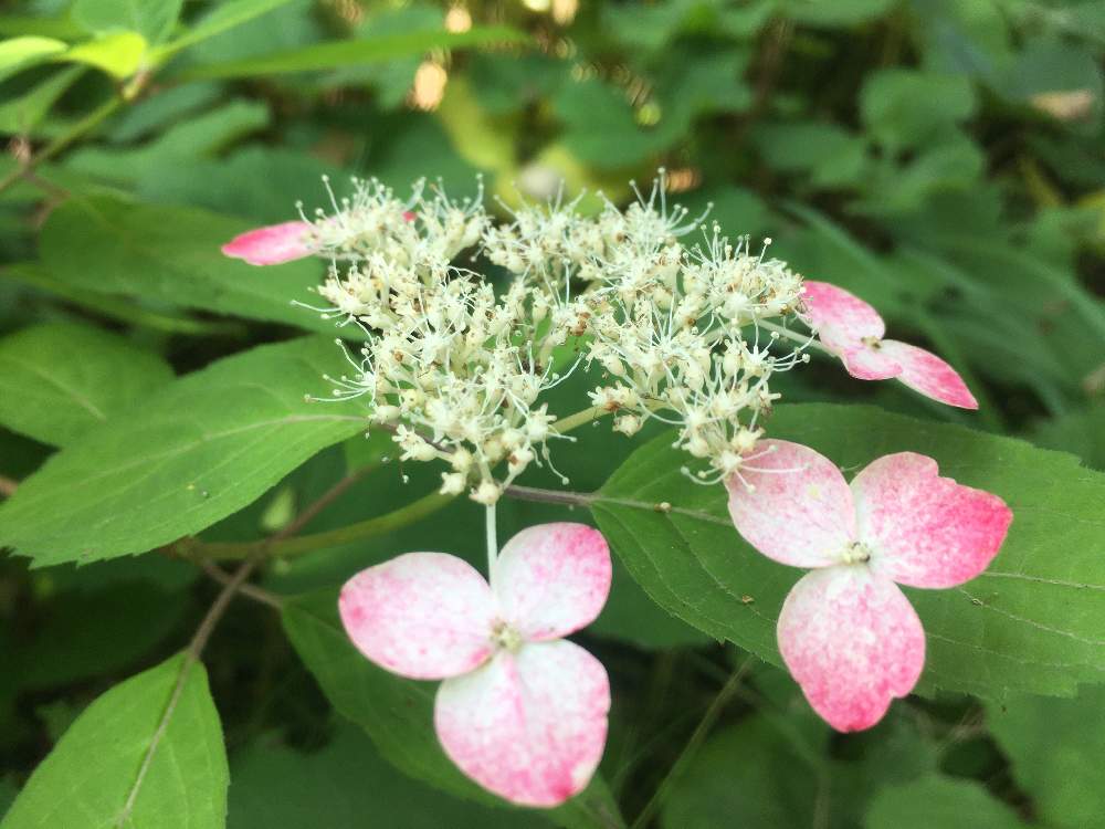紫陽花の投稿画像 By Otomさん 本土寺とピンクの花と緑の葉っぱとあじさい ピンクと長谷山 本土寺 21月6月8日 Greensnap グリーンスナップ