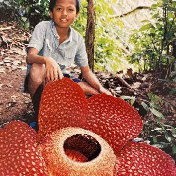 ラフレシアの投稿画像一覧 Greensnap グリーンスナップ