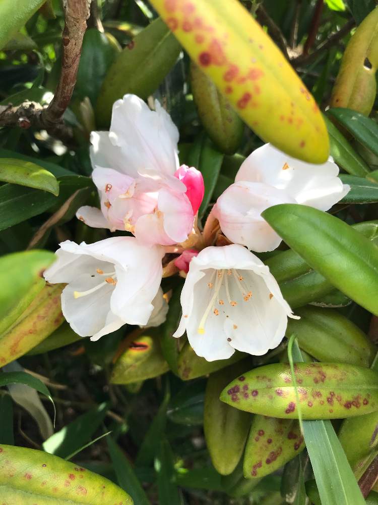 シャクナゲの投稿画像 By Keigosさん ヤクシマシャクナゲと白い花とツツジ科 21月6月8日 Greensnap グリーンスナップ