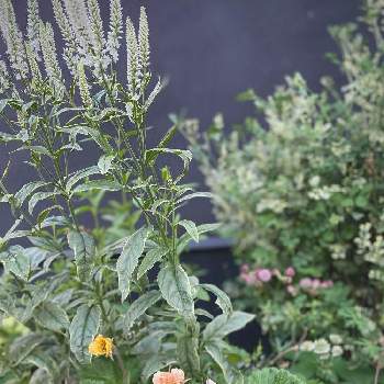 ゲウム の投稿画像一覧 Greensnap グリーンスナップ