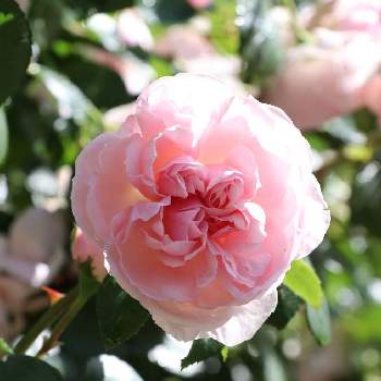 シンデレラの投稿画像一覧 Greensnap グリーンスナップ