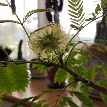 エバーフレッシュ 花の投稿画像一覧 Greensnap グリーンスナップ