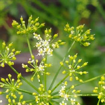 パセリの花の投稿画像一覧 Greensnap グリーンスナップ