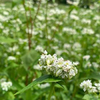 蕎麦の花の投稿画像一覧 Greensnap グリーンスナップ