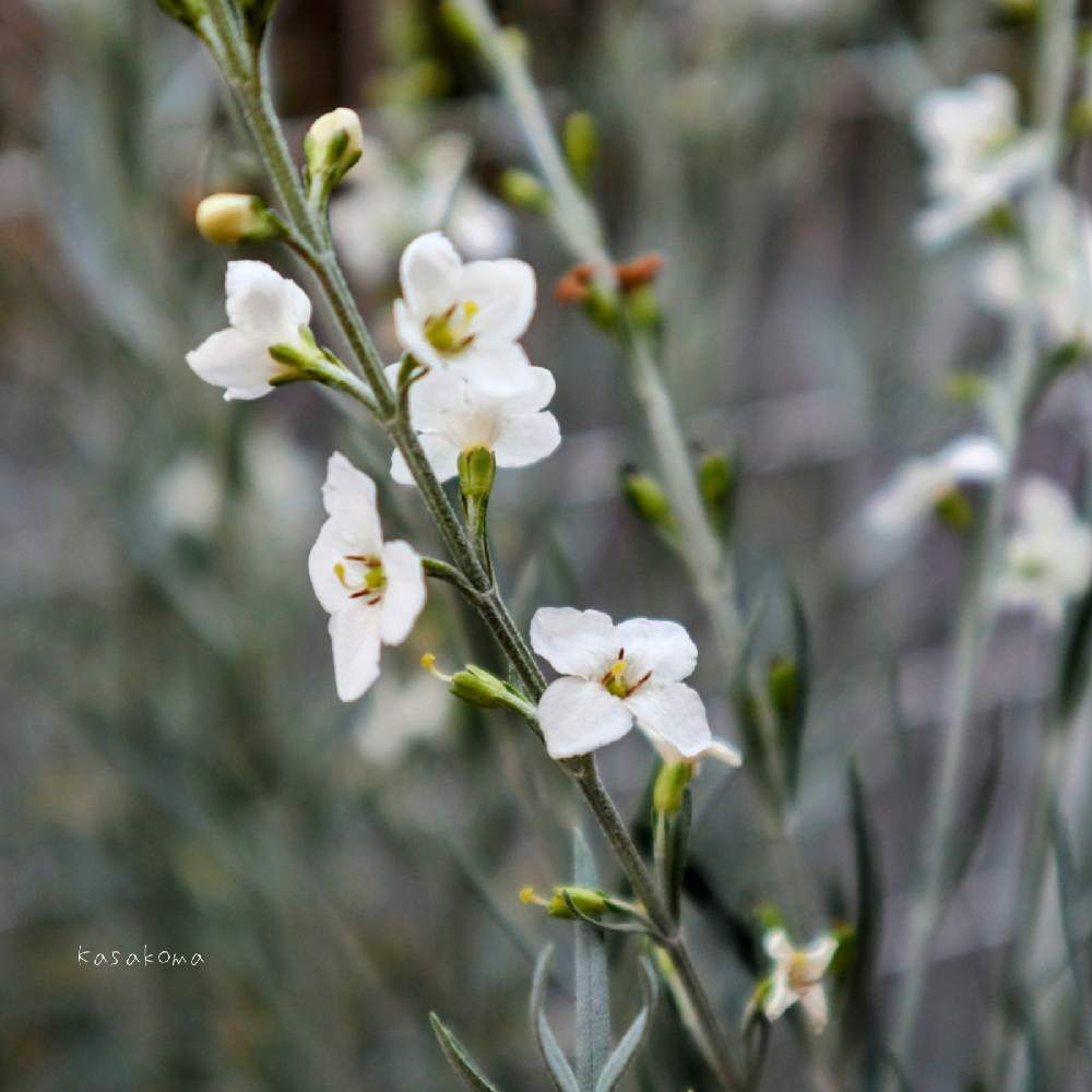 ゴムホスティグマ シルバーウィルの投稿画像 By Kasakomaさん 花壇と常緑低木とオージープランツと半日陰ok 21月6月9日 Greensnap グリーンスナップ