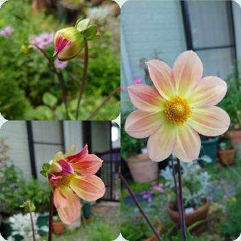 ガーデンダリアの画像 by 更紗(さら)さん | 小さな庭とガーデンダリアと咲いたよと楽しみ楽しみ♪とうちの庭の草花と植中毒とピンクのお花とガーデニングと花のある暮らし