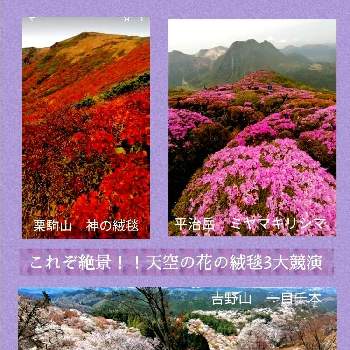 栗駒山の画像 by ✨花鳥風月堂✨さん | お出かけ先と平治岳とミヤマキリシマ☆と天空の花の絨毯と吉野山と絶景と日本一と紅葉♡と栗駒山とさくら
