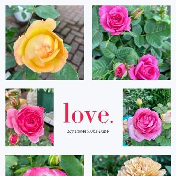 薔薇 ポンポネッラの画像 by hanahiroさん | 小さな庭とばら バラ 薔薇と薔薇好きとバラ・ピエールドゥロンサールと初夏の庭と薔薇 ポンポネッラとジュビレデュプリンスドゥモナコと高まるガーデニング熱と庭は私の宝物と薔薇♪とミニ薔薇「モカ」とバラレディオブシャーロットと庭を作ろうとこの世は美しさで満ちていると植物に癒されて