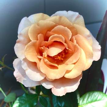 薔薇ジュリアの画像 by lala0224さん | キッチンと薔薇ジュリアとばら バラ 薔薇