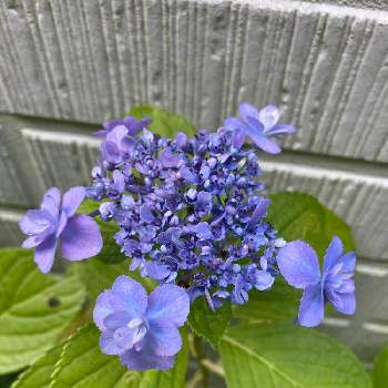 アジサイ おはようの投稿画像一覧 Greensnap グリーンスナップ