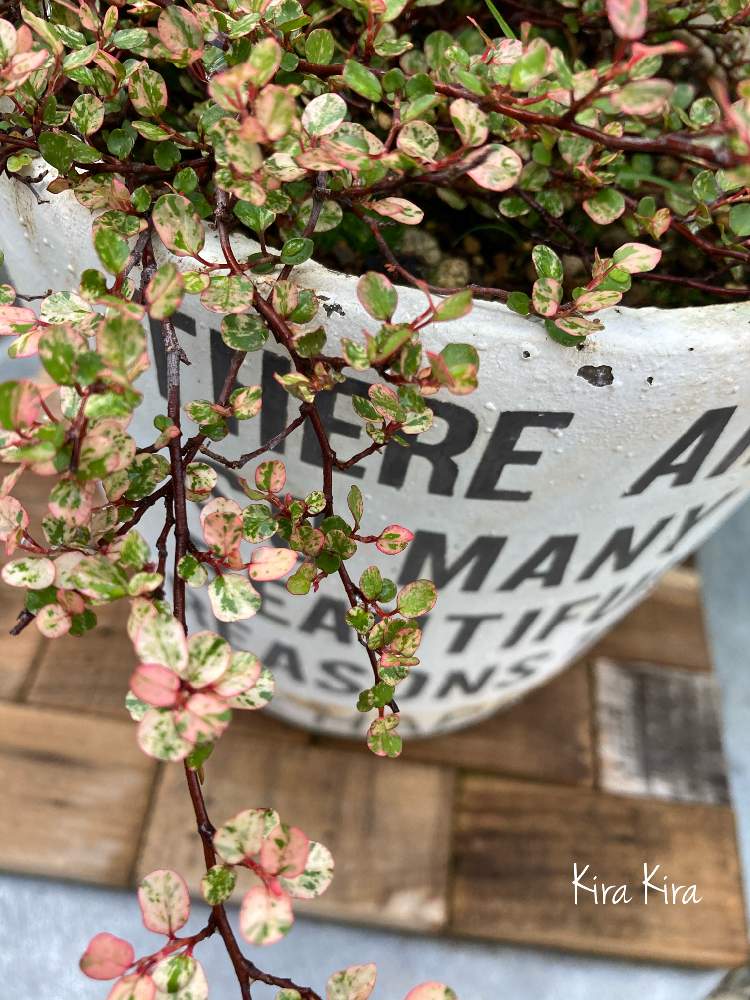 斑入りワイヤープランツの投稿画像 By キラキラネーム さん 裏庭と週末ガーデナーと斑入り好き とワイヤープランツ と ʾʾと花のある暮らしとやさしい気持ちとお気に入りの鉢と植物 21 21月6月9日 Greensnap グリーンスナップ