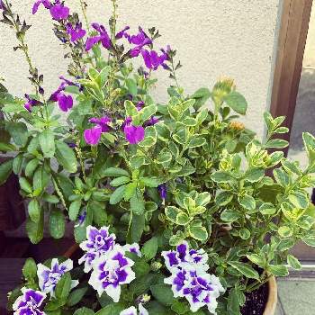 紫系もいいよねの画像 by ぽぽさん | 玄関と白花ブルーデージー・ペガサスとサルビアミラージュと八重咲きペチュニアヴァンサンカンと花のある暮らしとうどん県人会とおうち園芸と紫系もいいよね