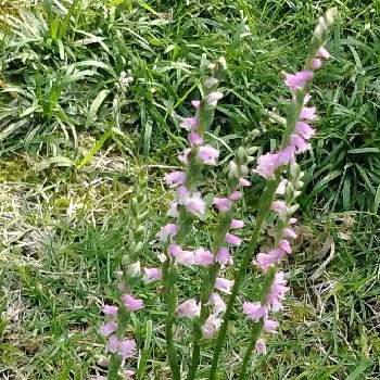 りゅうのひげの投稿画像一覧 Greensnap グリーンスナップ