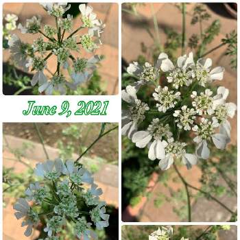 オルラヤ ホワイトレースの投稿画像一覧 Greensnap グリーンスナップ