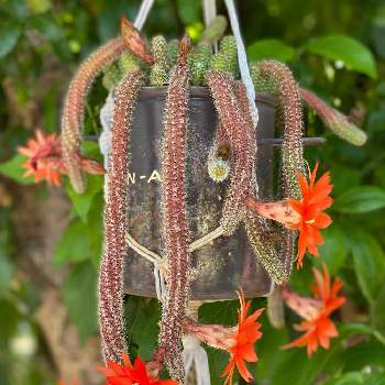 白檀の花の投稿画像一覧 Greensnap グリーンスナップ