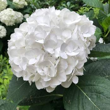 最も人気のある 白いあじさい 白い紫陽花の名前 Saikonomuryogazoroom