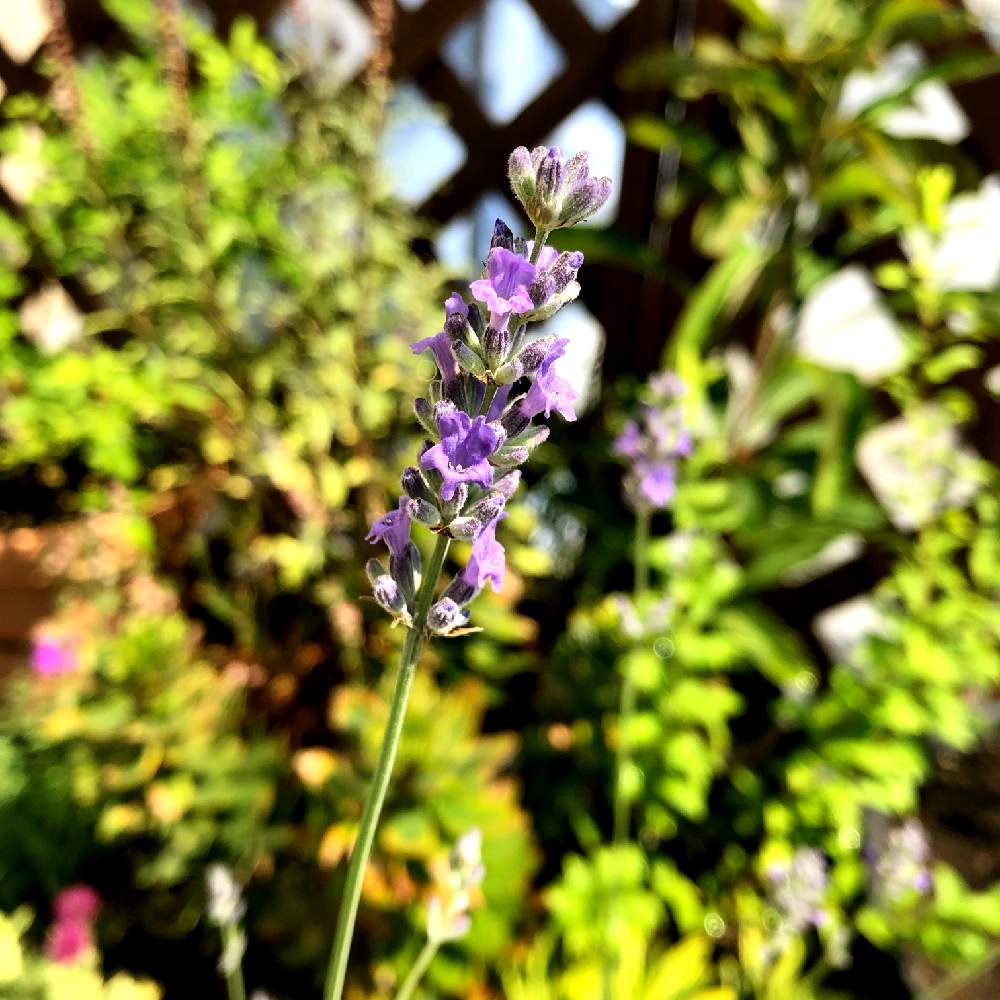 ラベンダー シールの投稿画像 By A Yaさん 夏の花とおうち園芸とハーブとバルコニーと鉢植えと紫の花とベランダ園芸 21月6月9日 Greensnap グリーンスナップ