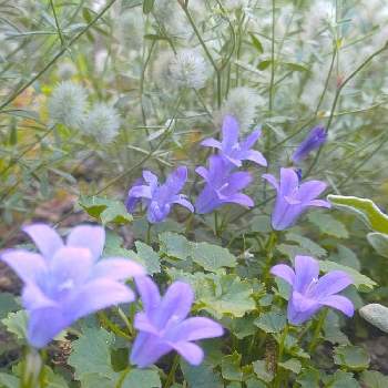 紫チーム✨の画像 by *hiro*さん | ベルフラワーと庭パトと紫チーム✨とおうち園芸と大好きな花と花のある暮らし