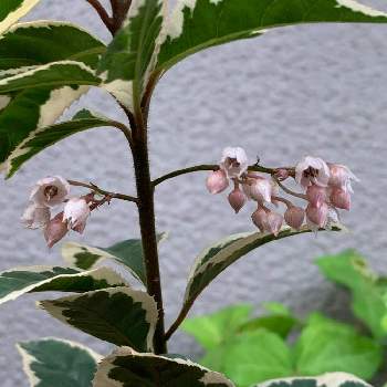 班 入り ヤブコウジ 花