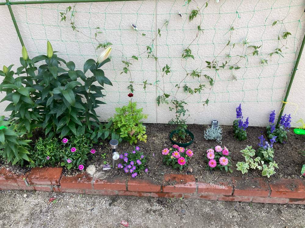 ジニアの投稿画像 By れんこんママさん ブルーサルビアとプラチーナとツルニチソウとダイアンサス なでしこ とクレマチスシーボルティーとチョコレートコスモスクッキーとカサブランカと小さな庭 21月6月9日 Greensnap グリーンスナップ Greensnap