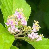 ムラサキシキブ,庭木,山野草,花木,樹木の画像