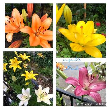 せまい庭の画像 by カンパニュラさん | 小さな庭とユリとオレンジ色の花とピンクの花と蜜な庭♥︎とせまい庭と小さな幸せ♡と黄色の花と咲いた❤と花のある暮らしと白い花