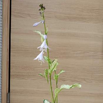 北側玄関の投稿画像一覧 Greensnap グリーンスナップ