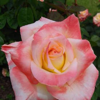 ダイアナプリンセス オブ ウェールズの画像 by つきかさん | お出かけ先とエレガントレディとダイアナプリンセス オブ ウェールズと薔薇♡とすてき…♡と可愛い❤と美しい♡ときれ～い❤と花のある暮らしと花が好き