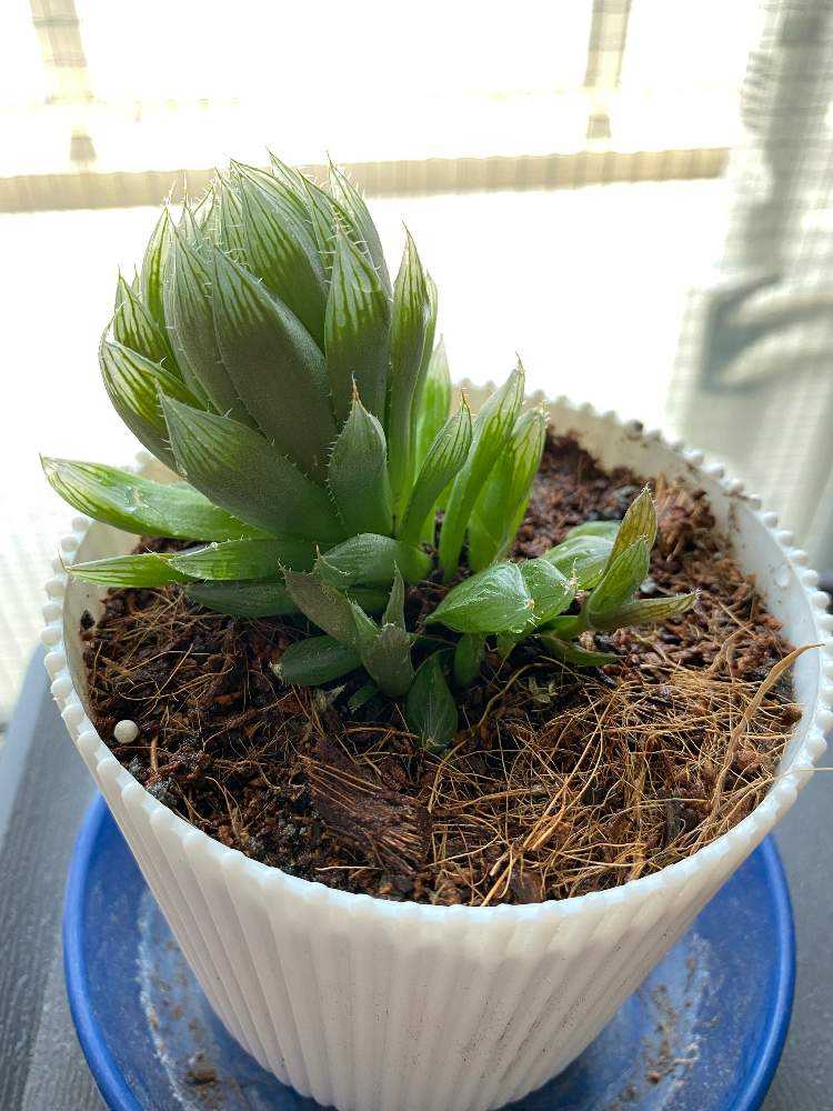 ❣️多肉植物❣️青雲の舞❣️ハオルチア❣️小株抜き苗❣️