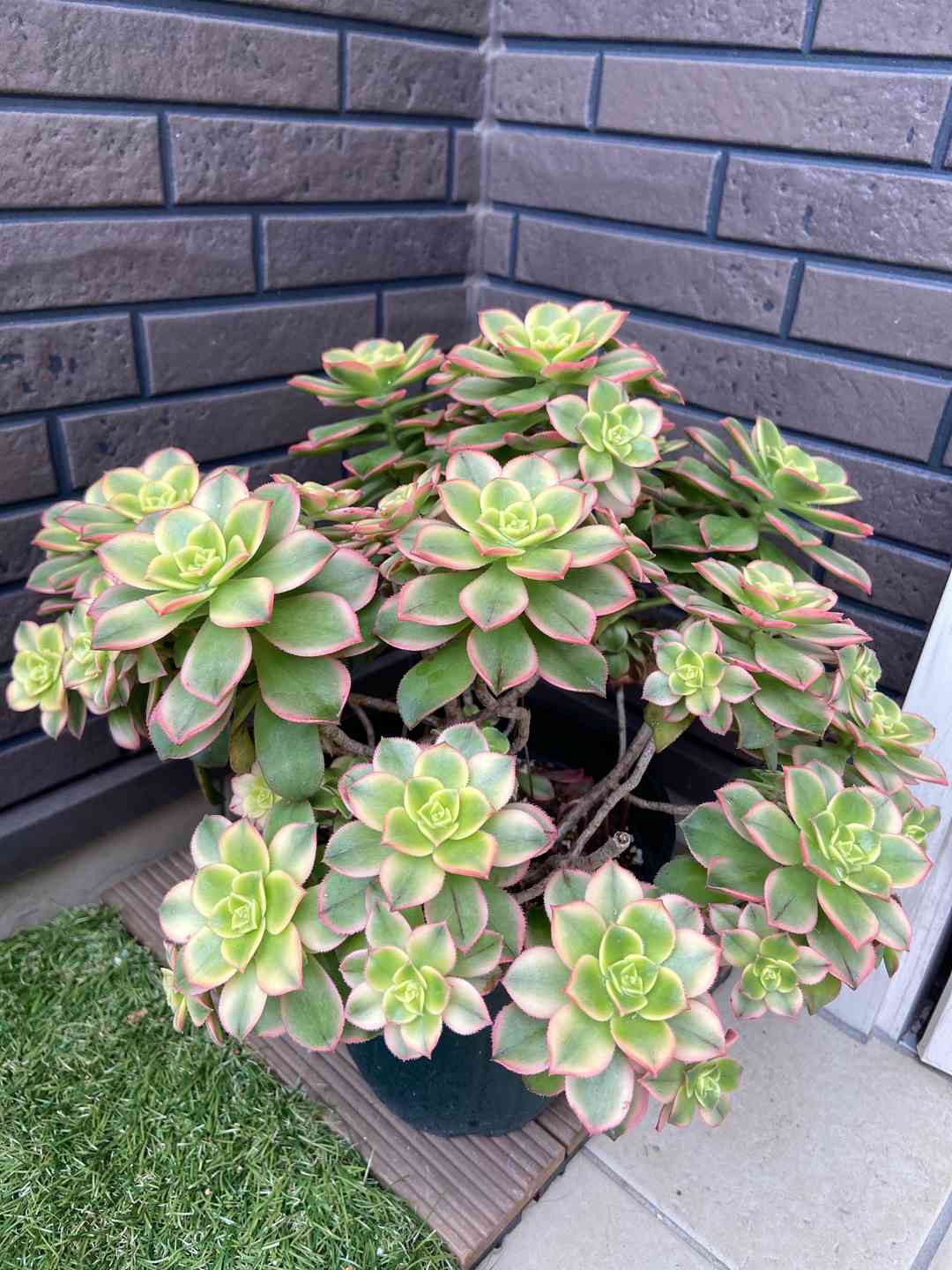 多肉植物 夕映え♡抜き苗(^○^) 【公式通販】