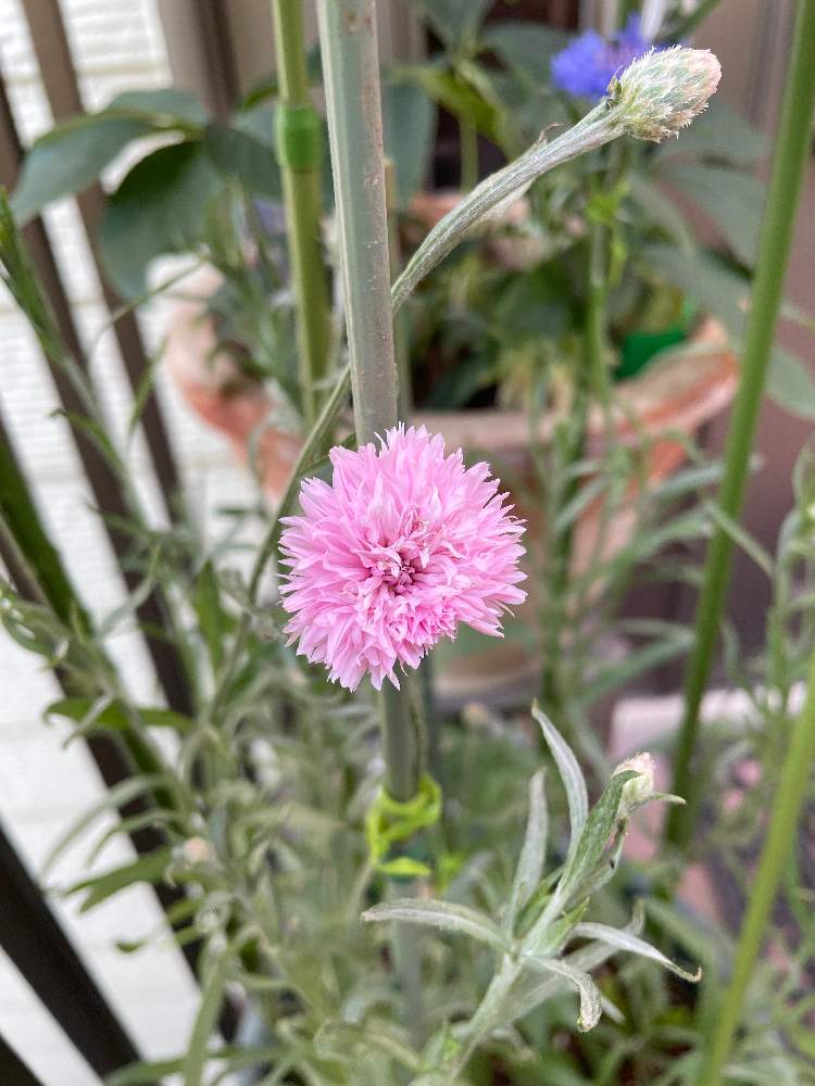 ヤグルマギクの投稿画像 By Taacoさん 矢車草 21月6月9日 Greensnap グリーンスナップ