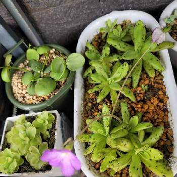 食虫植物の花の画像 by caroさん | 小さな庭と食虫植物と食虫植物の花