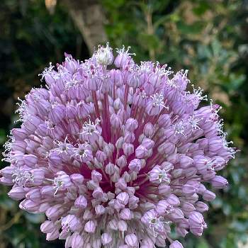 ニンニクの花の投稿画像一覧 Greensnap グリーンスナップ