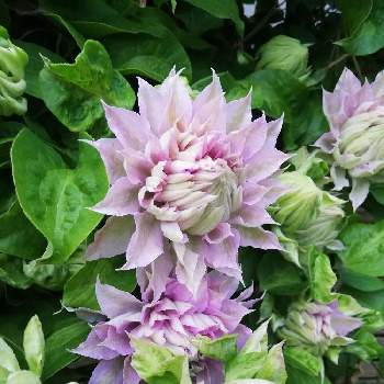 クレマチス八重咲きの投稿画像一覧 Greensnap グリーンスナップ