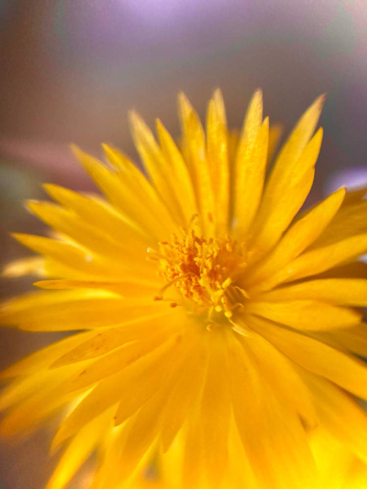 多肉植物の投稿画像 By ヒーちゃんさん 真心とサボテン と南アフリカと花言葉と照波 ときいろいはなと南米アメリカと三時草の花 21月6月9日 Greensnap グリーンスナップ