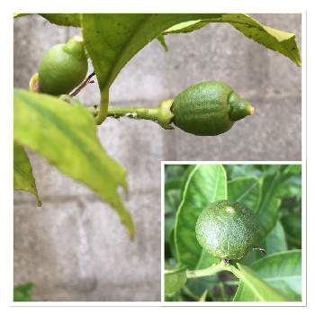 温州みかんの実の投稿画像一覧 Greensnap グリーンスナップ