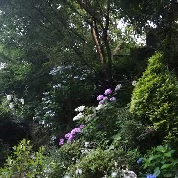 不思議の国の植物の画像 by charlieさん | 小さな庭とネムノキと紫陽花と白花ネムと不思議の国のアドベンチャーと不思議の国の植物