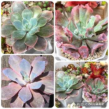 エケベリア ピンキーの投稿画像一覧 Greensnap グリーンスナップ