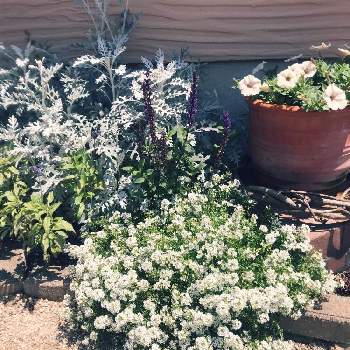 自作花壇の投稿画像一覧 Greensnap グリーンスナップ