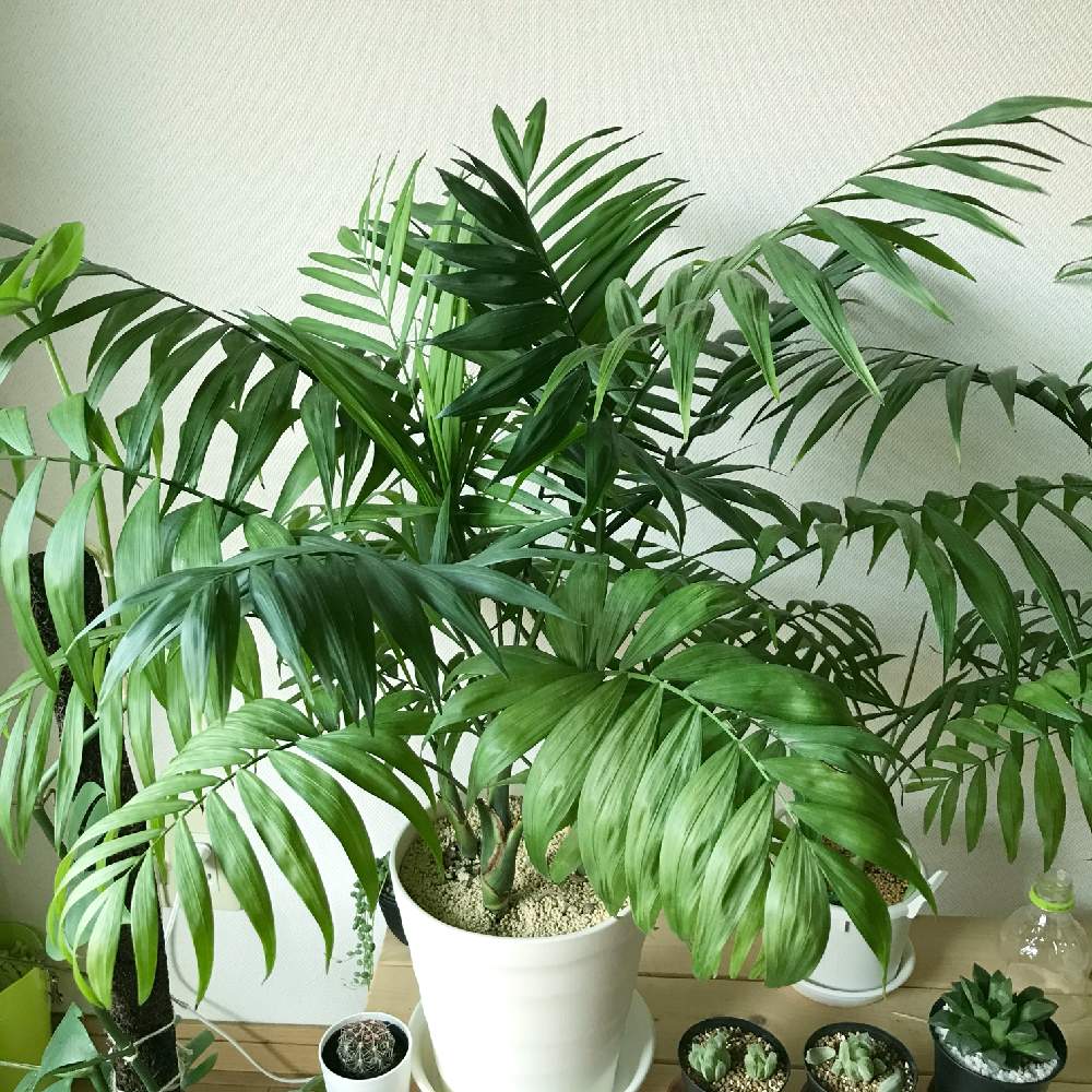 テーブルヤシの投稿画像 By 葉っぱさん かっこいい と観葉植物とキラキラ と緑大好きと南国と美人さんとbeautifulとお部屋のグリーンと葉っぱとおうち園芸と緑のある暮らしと南の島と綺麗になってね と可愛い 21月6月9日 Greensnap グリーンスナップ