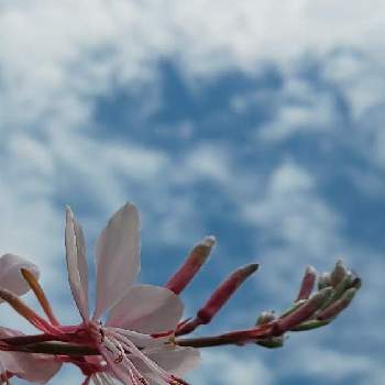 ガウラ（ピンク）の画像 by ❦THE HERMIT❦さん | お出かけ先とガウラ（ピンク）と光輝く花と赤朱紅とピンクの花と癒されと薄桃色と小さい花々とピンクと優しい薄桃色と本来の色と秘密のpicと大好きな花とヒカリ