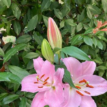 待ってました❣️の画像 by naoiwaさん | 小さな庭とオリエンタル百合　マレロといい香りと色鮮やか♪とピンクの百合と待ってました❣️