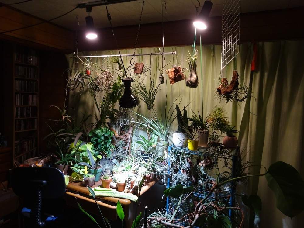 室内ジャングル化の投稿画像 By ねくさん 植物育成ライトamaterasled アマテラス とインテリアプランツとエアプランツとインテリアグリーンとエアープランツ チランジア 21月6月9日 Greensnap グリーンスナップ