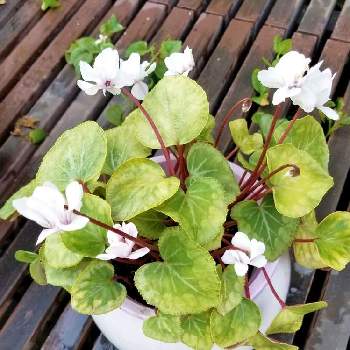 一年中咲く花の投稿画像一覧 Greensnap グリーンスナップ