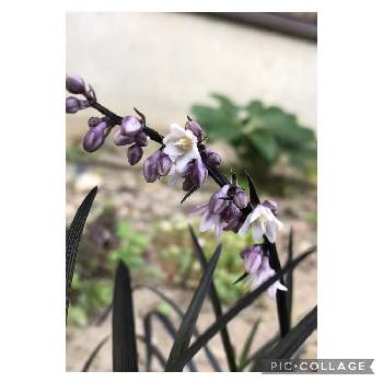 コクリュウ。の画像 by kayさん | 小さな庭とコクリュウとカラーリーフとコクリュウ。と小さな花とコクリュウの花と紫の花といいね❤️フォロー❤️コメント❤️ありがとう