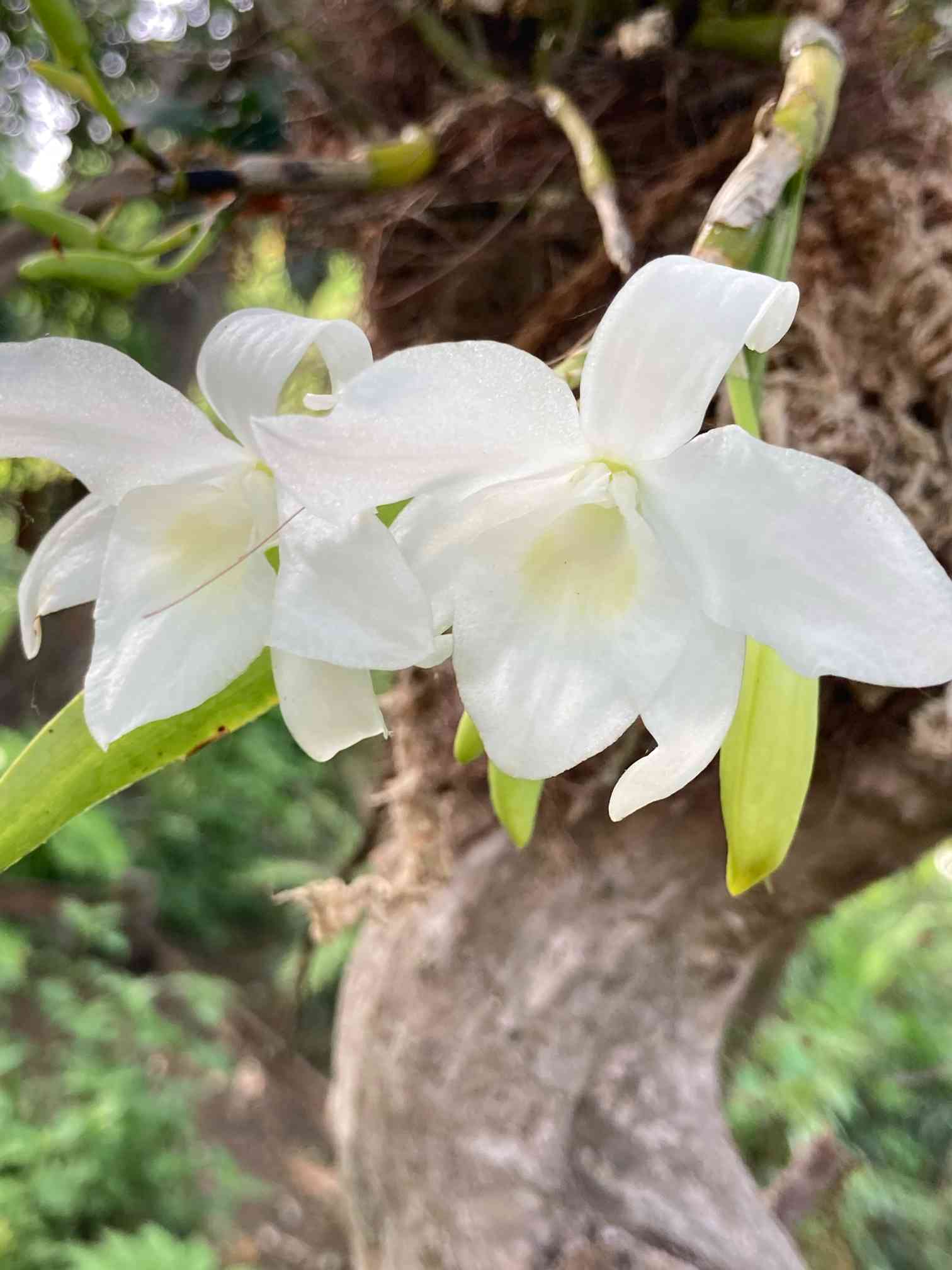 春〜晩春の水元公園にて 🌸草本編② 【野草園】｜🍀GreenSnap