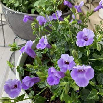 ブルーパープルの投稿画像一覧 Greensnap グリーンスナップ