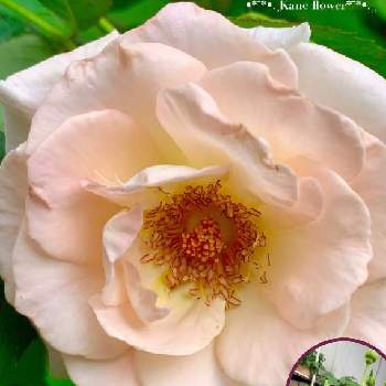 K.Fバラの画像 by kane flowerさん | バラとロココと埼玉県と中ぐらいの庭と挿し木とK.Fバラと2021 K.F 家庭菜園