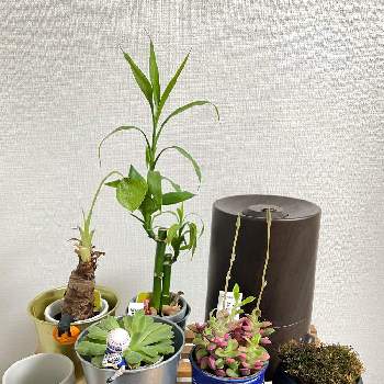 ミリオンバンブーの投稿画像一覧 Greensnap グリーンスナップ